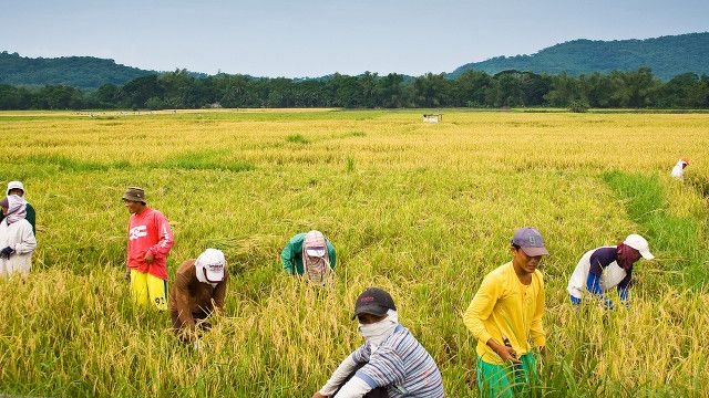 បង្ហាញ ពីដំណាំ៥ប្រភេទ ដែលសាងកម្រៃដ៏មហាសាលដល់ប្រទេសថៃ